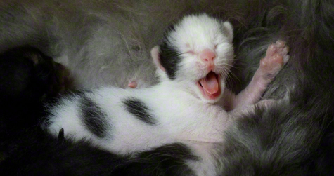 Baby woody yawn